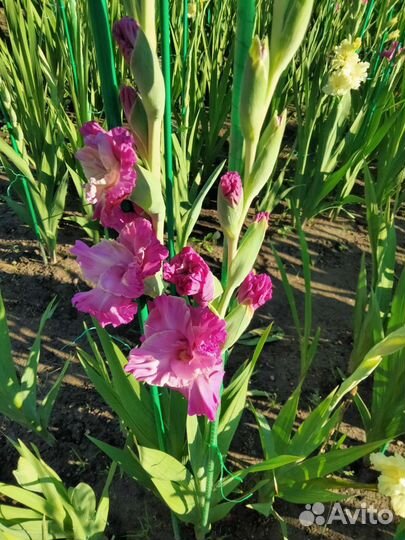 Гладиолусы луковицы