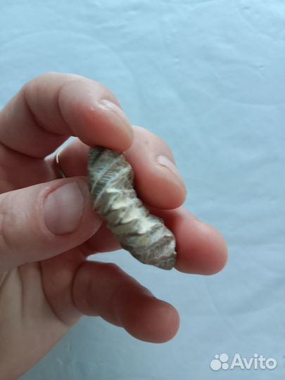 Ракушка доисторическая