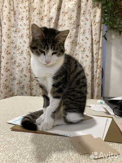 Кошка стерилизованная ищет дом