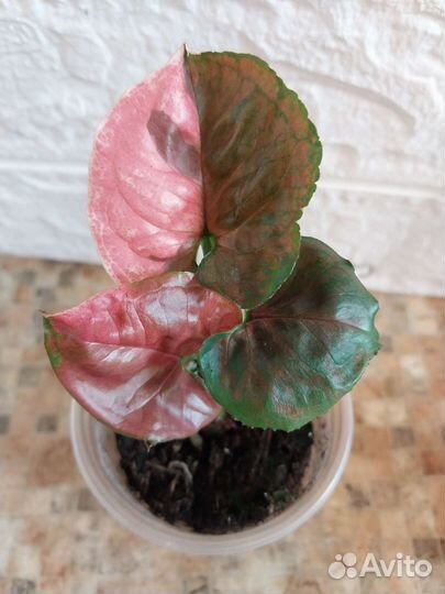 Сингониум клубничный лед