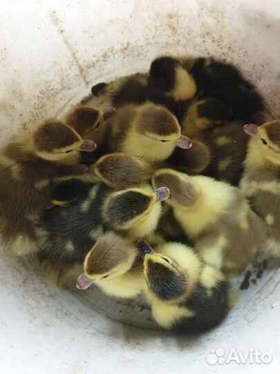 Утята индоутки