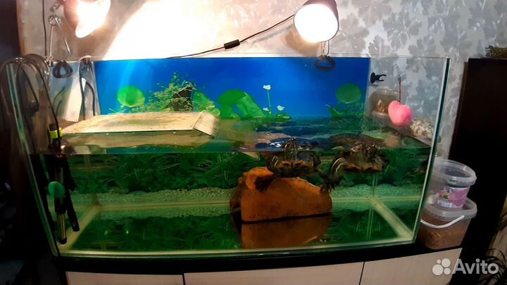 Террариум для красноухой черепахи