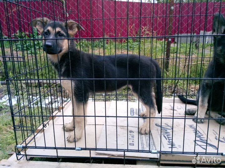 Девочки РКФ