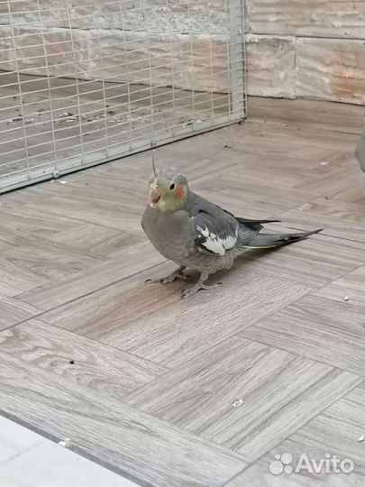 Птенцы кареллы