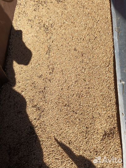 Продам пшеницу зерно