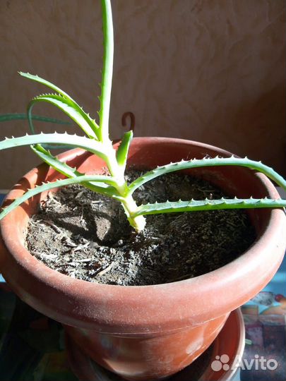 Продам хлорофитум