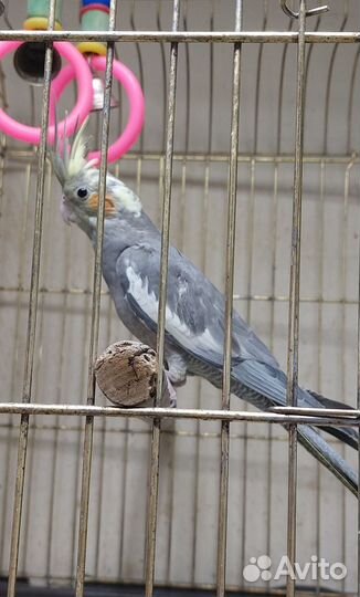 Попугай карелла птенцы