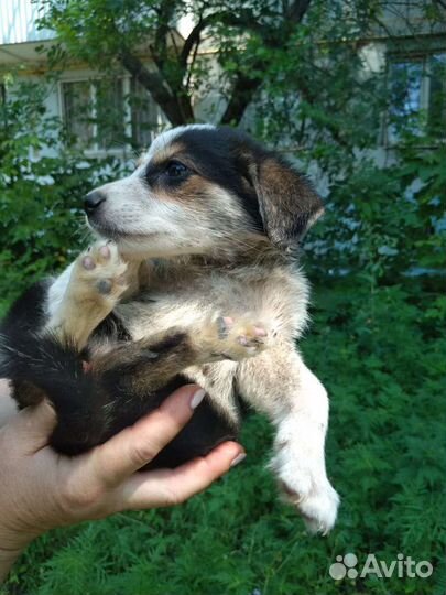 Маленькая собака в добрые руки