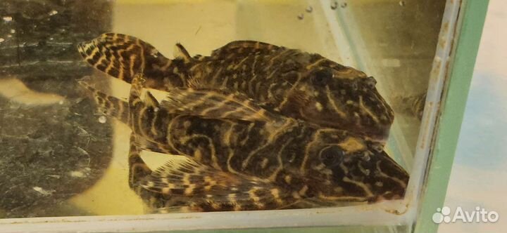 L340 Желтый мегаклоун, Коридорас Юлии