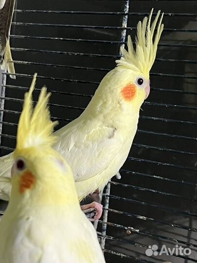 Попугай Корелла Нимфа, птенцы и подростки