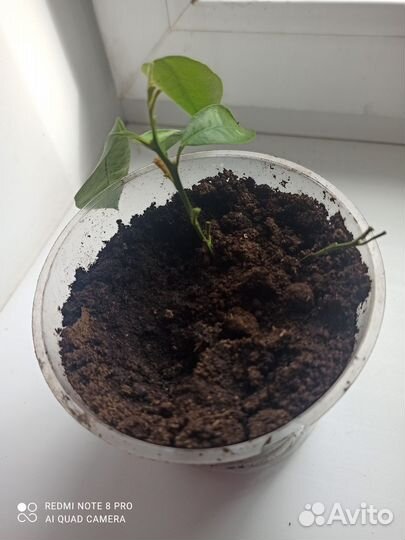 Отводка мандаринового дерева с корневой системой