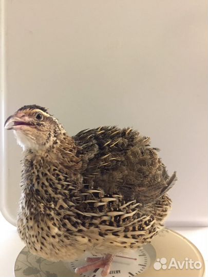 Перепела, инкубационные яйца, мясо перепела