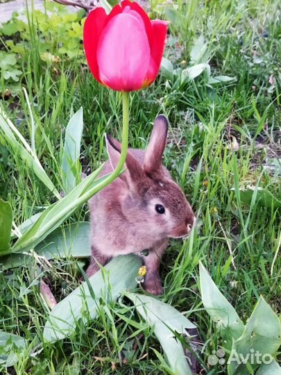 Декоративные кролики