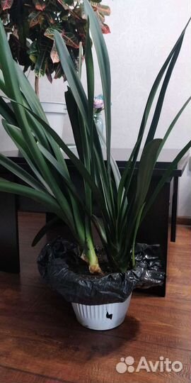 Комнатные цветы кливия