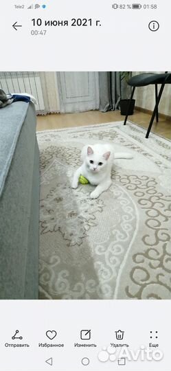 Котики в добрые руки