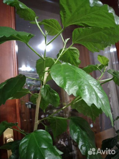 Аглаонема,гибискус