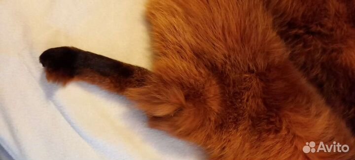 Воротник из меха лисы