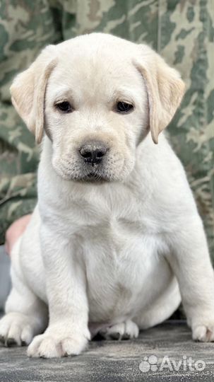 Лабрадор щенок 2 мес палевый РКФ