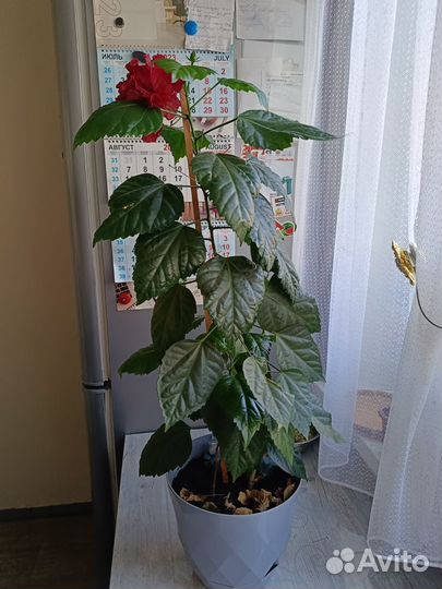 Гибискус китайская роза