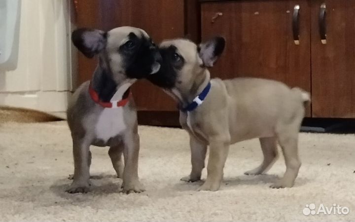 Французский бульдог