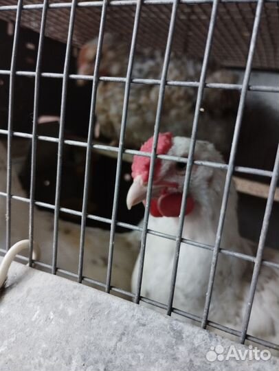 Молодые петухи