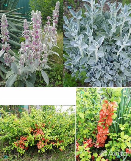 Цветы садовые