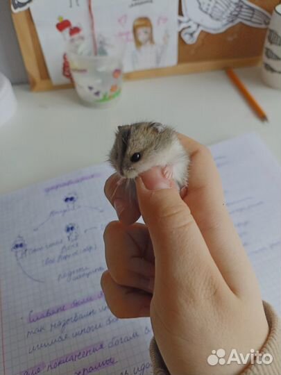 Джунгарские хомячки