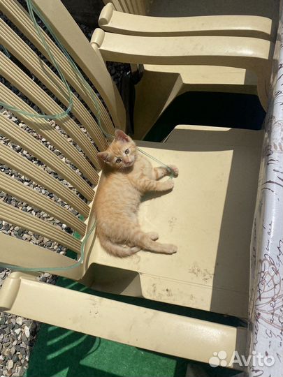 Рыжый котик