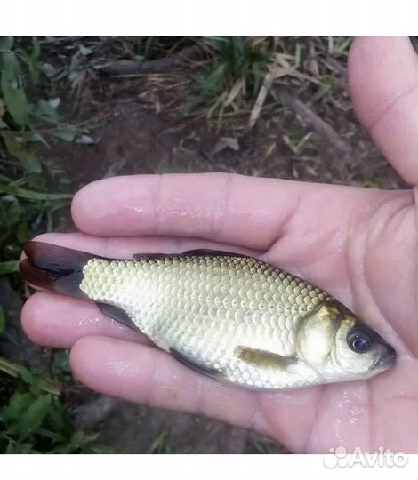 Живец карась