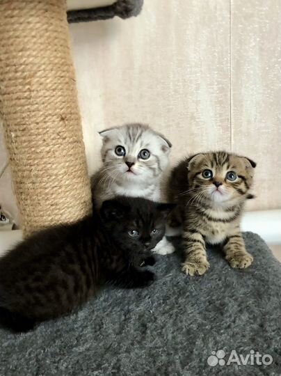 Шотландские котята