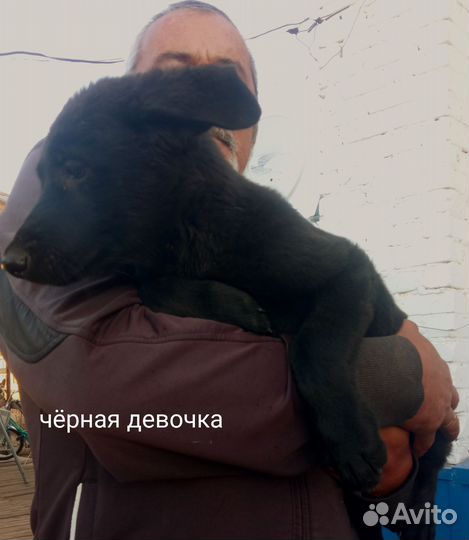 Щенки восточно- европейской овчарки