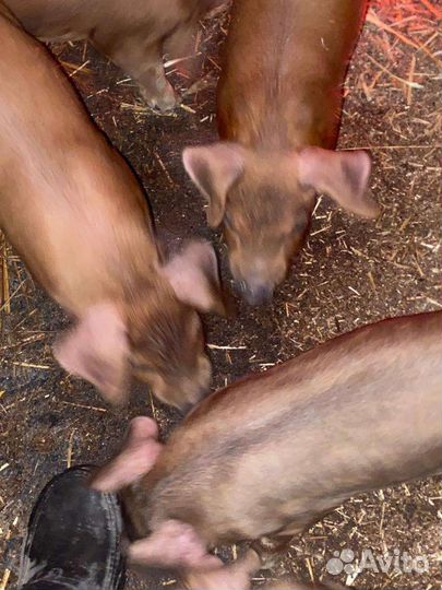 Поросенок дюрок