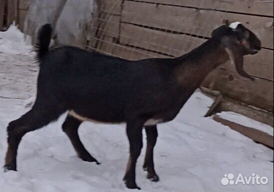Англо-нубийские козлята