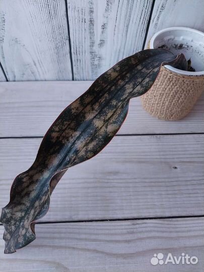 Сансевиерия сортовая