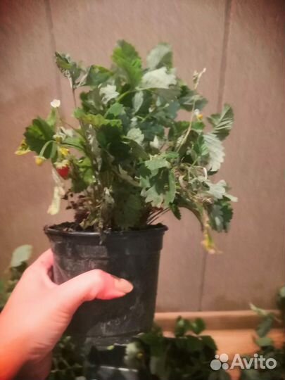 Земляника Ксюша