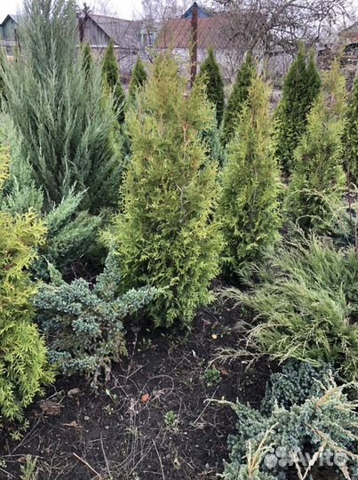 Туя западная Брабант
