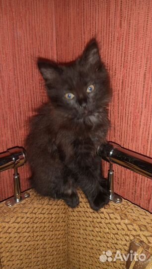 Котенок в дар