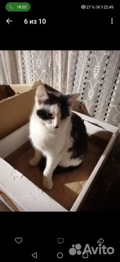 Котята в добрые руки бесплатно