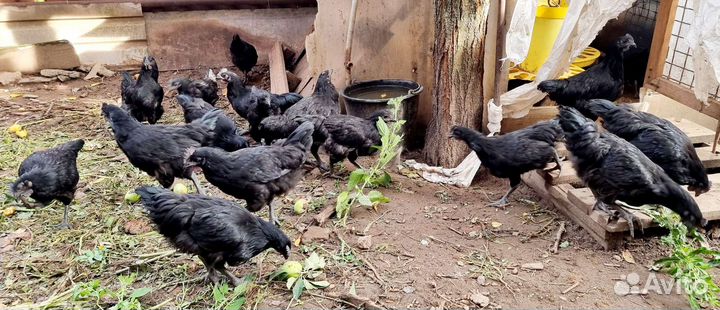 Петух Ухейилюй