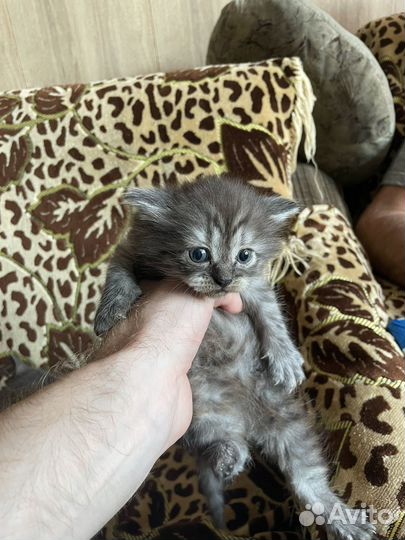 Котята 1 мес