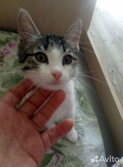 Кошка в дар бесплатно