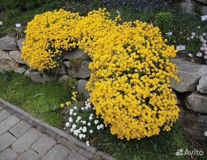 Алиссум скальный, декоративные цветы, семена
