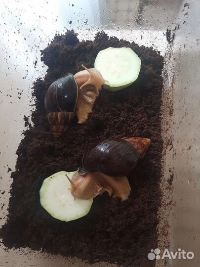 Улитки ахатины бесплатно