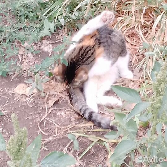 Котейки выбросили