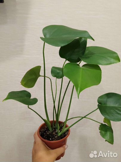 Комнатные цветы манстера