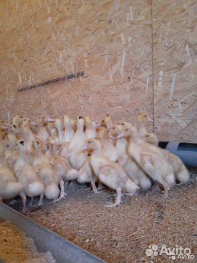 Муларды,утки, бройлеры