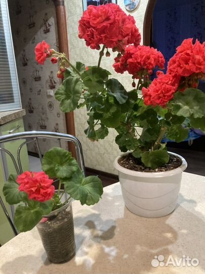 Герань красная