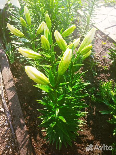 Малина Карамелька