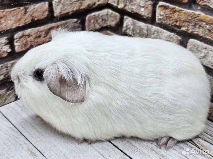 Морские свинки