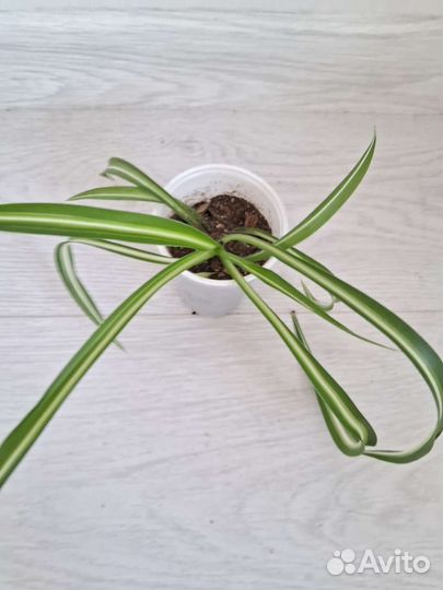 Хлорофитум Бонни